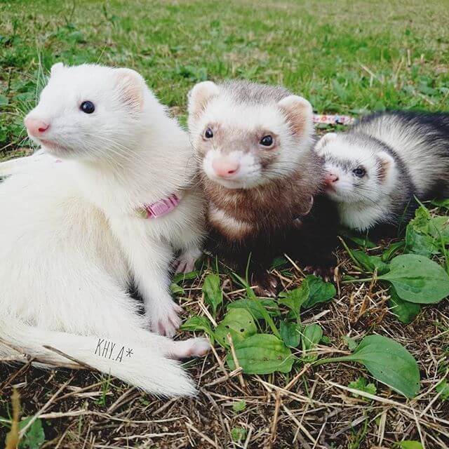 ferrets